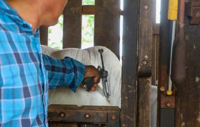 Febre Aftosa: vacinação em SP já imunizou 1,6 milhão de bovinos e bubalinos