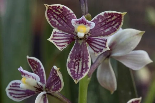 Jardim Botânico sedia exposição de Orquídeas e Bromélias