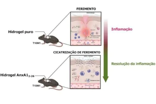 Unesp e Unifesp produzem hidrogel que melhora a cicatrização de feridas diabéticas