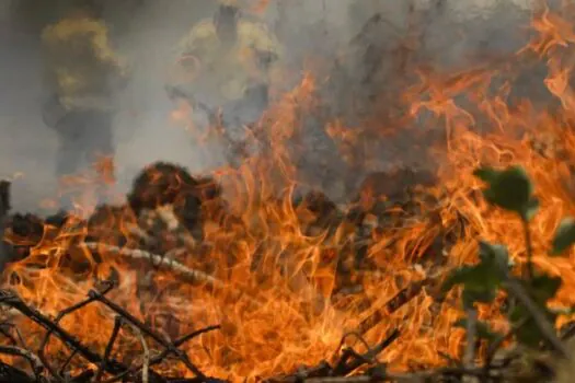 Incêndio no Pantanal tem cenário de animais em fuga e muita ventania