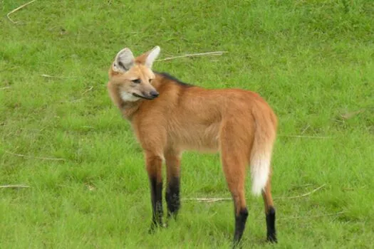 Santuário do Caraça é contemplado em projeto de monitoramento e preservação do lobo-guará