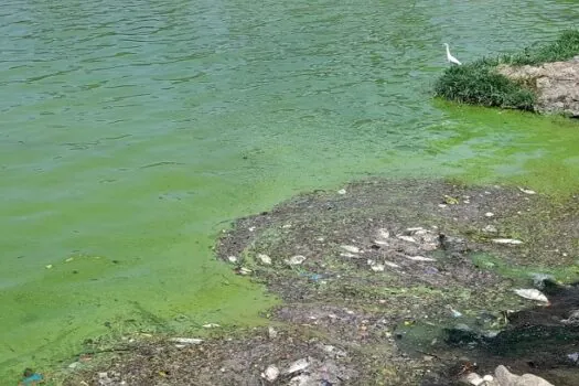 Cerca de 500 peixes são encontrados mortos na lagoa da Pampulha em meio a calor em BH