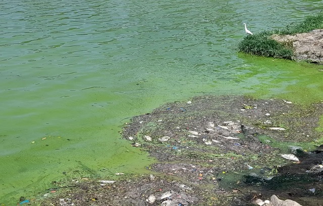 Cerca de 500 peixes são encontrados mortos na lagoa da Pampulha em meio a calor em BH