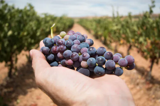 Plantação de uva para produção de vinhos em SP aumenta 8 vezes em 2023