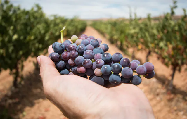 a man’s hand holds a bunch of grapes in a vineyard