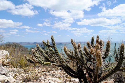 Governo recebe proposta para criação de fundo para a Caatinga