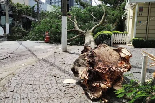 ‘Ficamos totalmente à mercê’, diz morador afetado por queda de árvore em SP