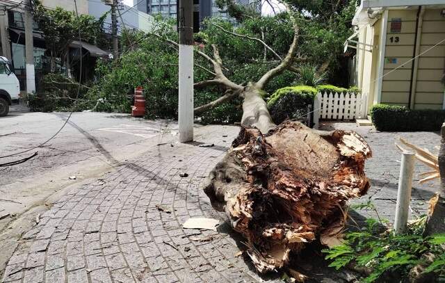 'Ficamos totalmente à mercê', diz morador afetado por queda de árvore em SP