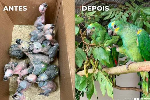 Cetras-SP já recebeu mais de 5 mil animais resgatados do tráfico 