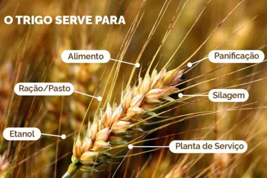 Trigo tropical: como o Mapa e a Embrapa trabalham para aumentar a produção do cereal no Brasil