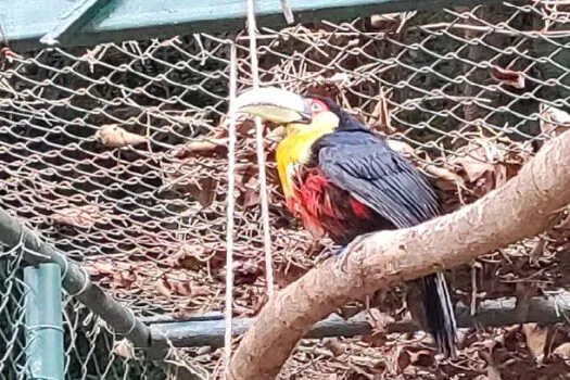 A cada quatro dias, um animal silvestre é resgatado em Diadema