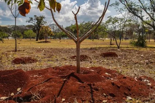 Brasil perdeu 16% de vegetação herbácea e arbustiva em 38 anos