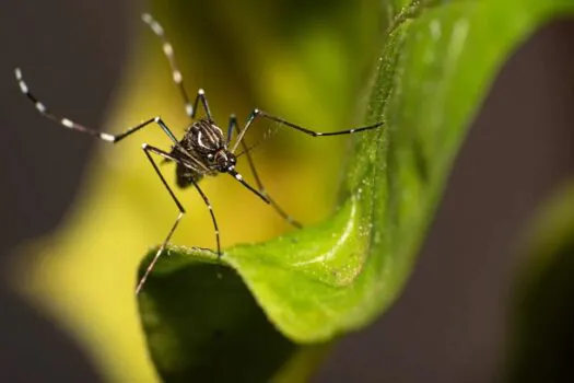 Combate ao Aedes aegypti: Saúde de SP intensifica alertas contra chikungunya