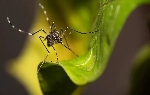 aedes-aegypti