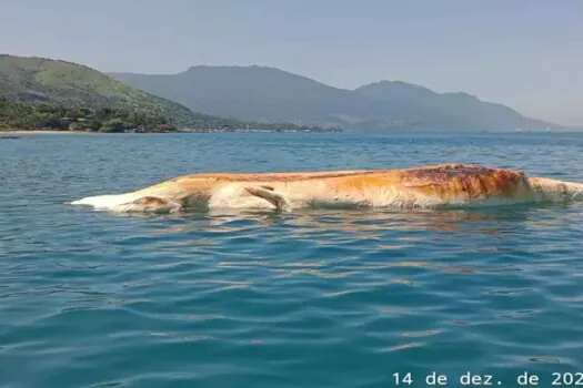 Duas baleias são encontradas mortas no litoral norte de SP