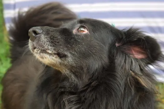 Campanha “Adote um bom velhinho” incentiva a adoção de animais idosos