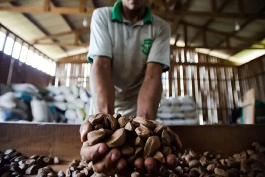 Embrapa: castanha impulsiona desenvolvimento sustentável na Amazônia