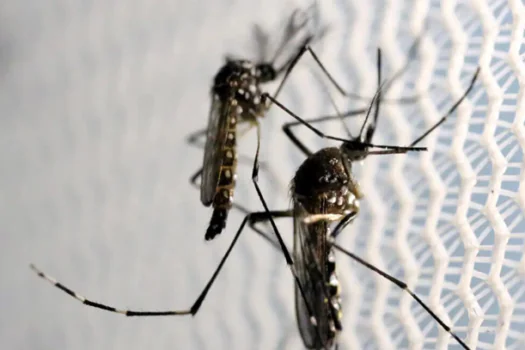 Cidade de São Paulo registra 3.344 casos de dengue em 30 dias