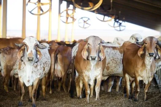 Campanhas de vacinação contra Febre Aftosa e Brucelose são prorrogadas até dezembro