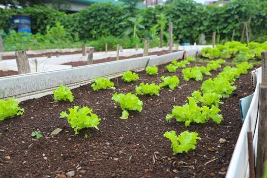 Diadema sedia encontro sobre agricultura urbana