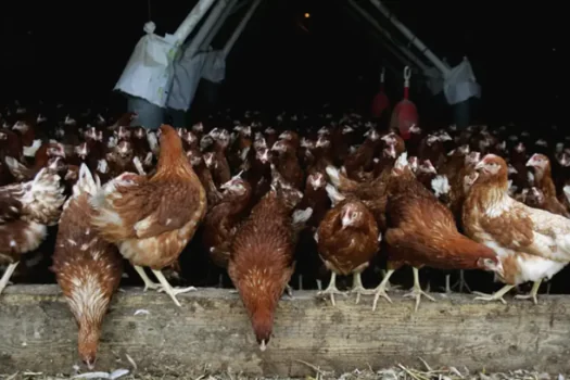 Gripe aviária: Japão retira embargo sobre importação de aves vivas do MS