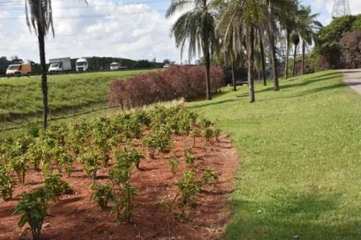 Semil investe R＄4,5 milhões em paisagismo do Jardim Metropolitano