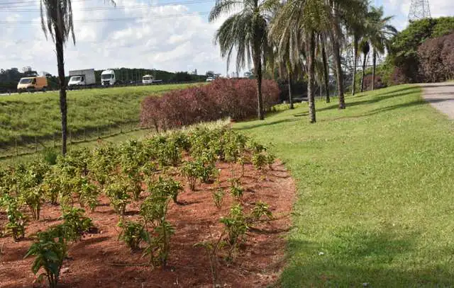 paisagismo-sp