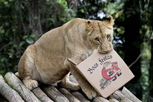 No mês do Natal, Zoológico de SP distribui presentes para os animais