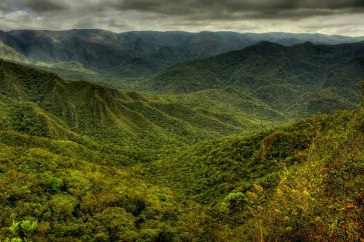 Estudo mostra que 80% das árvores exclusivas da Mata Atlântica correm risco de extinção