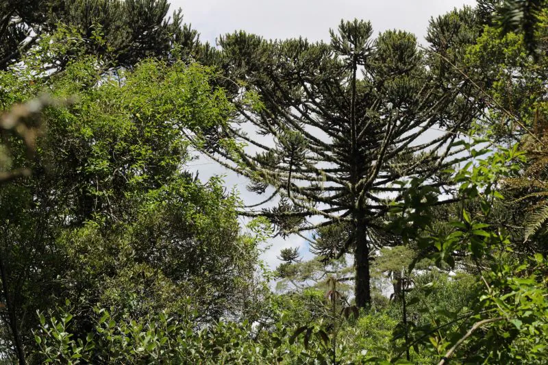 A araucária, endêmica da Mata Atlântica, perdeu mais da metade de seus exemplares nas últimas três gerações