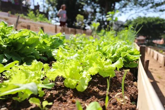 Horta em Casa de Diadema abrirá 40 novas vagas