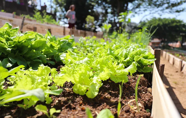 Horta em Casa – Foto Igor Andrade