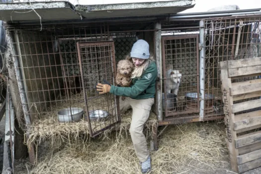 Coreia do Sul proíbe comércio de carne de cachorro em decisão histórica para o país