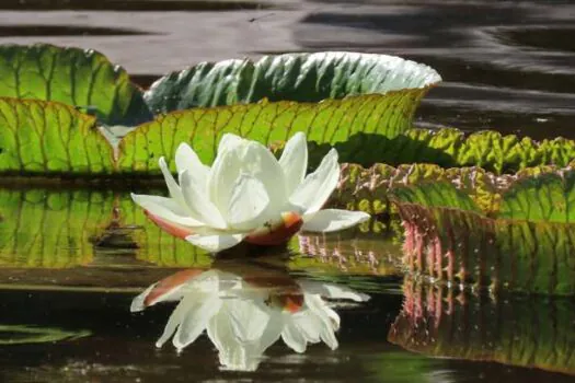 Jardim Botânico de SP recebe exemplar de Vitória-Régia, lendária planta do folclore brasileiro