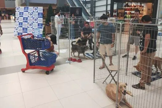 Shopping Paseo Alto das Nações realiza evento de adoção de cães e gatos