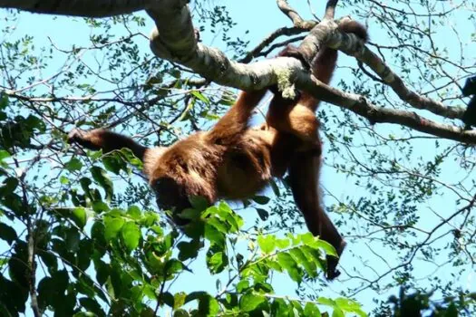 Mais sete macacos bugios-ruivos são soltos no Parque Nacional da Tijuca