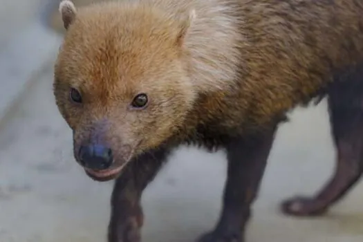 Após ser encontrada sozinha em Rondônia, fêmea de Cachorro-vinagre é transferida para o Zoo SP