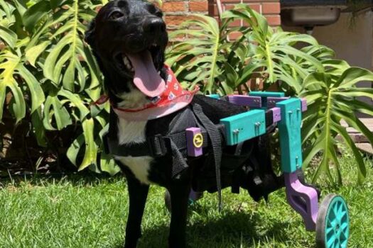 Shopping Frei Caneca terá evento de adoção de cães com algum tipo de deficiência