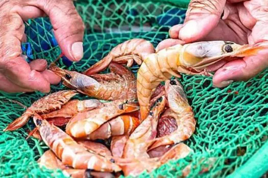 Período de defeso de alguns camarões começa neste domingo