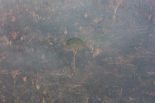 Amazônia registra redução de quase 50% nos alertas de desmatamento em 2023