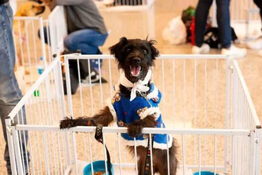 Evento de Adoção de Cães e Gatos no São Bernardo Plaza Shopping