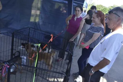 Parque Central recebe no domingo a primeira feira de adoção de cães e gatos do ano