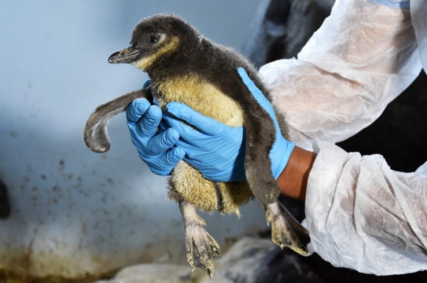 Sabina registra nascimento de três pinguins e inicia programação de férias