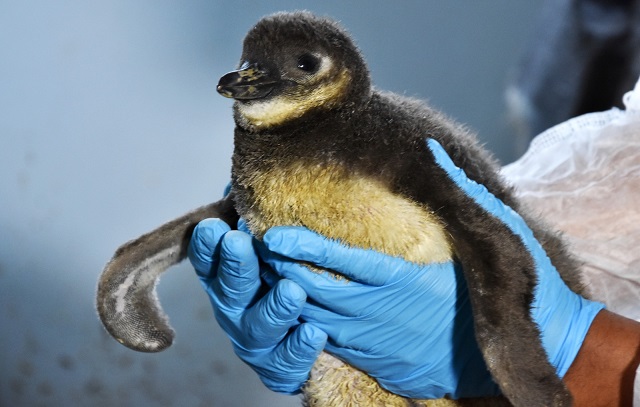 Sabina registra nascimento de três pinguins e inicia programação de férias