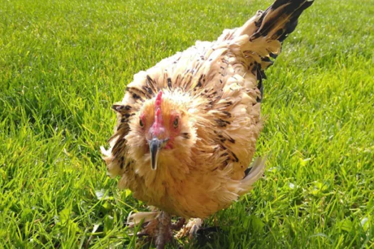 Galinha mais velha do mundo morre aos 21 anos no dia do Natal