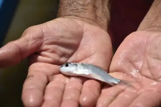 Mutirão solta 150 mil peixes em municípios do Sergipe