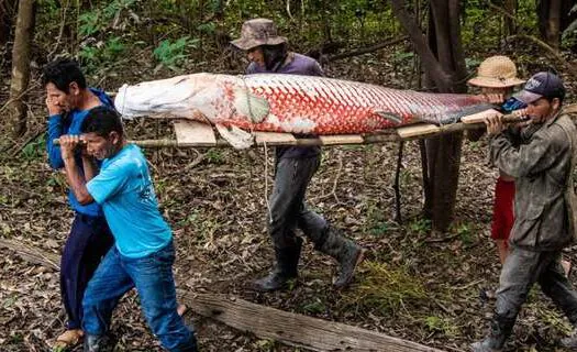 Com manejo sustentável, peixe símbolo da Amazônia recupera estoque natural na região do médio Solimões