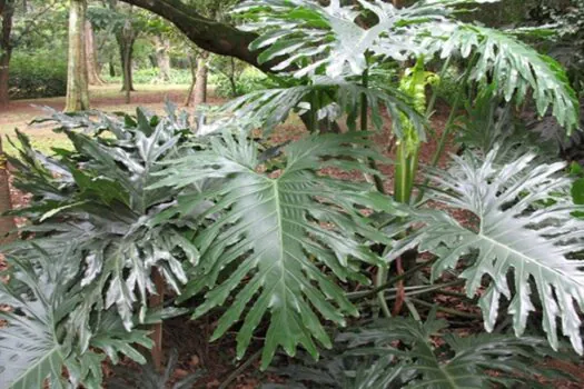 Cultivar plantas traz inúmeros benefícios e melhora a qualidade do ar da sua casa