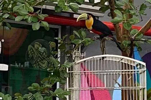 Pomar Público Urbano atrai pássaros nativos e contribui com a preservação da avifauna e flora da região