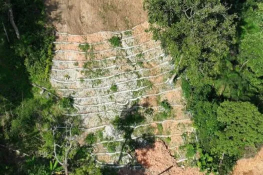 Governo de SP conclui primeira etapa da recuperação florestal em São Sebastião